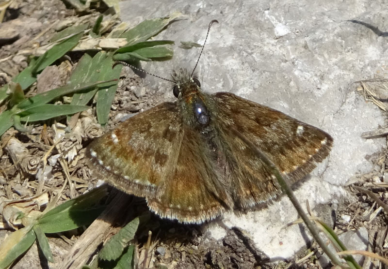 quale Pyrgus ? no......Erynnis tages - Hesperiidae